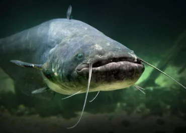 Aquarium de Touraine