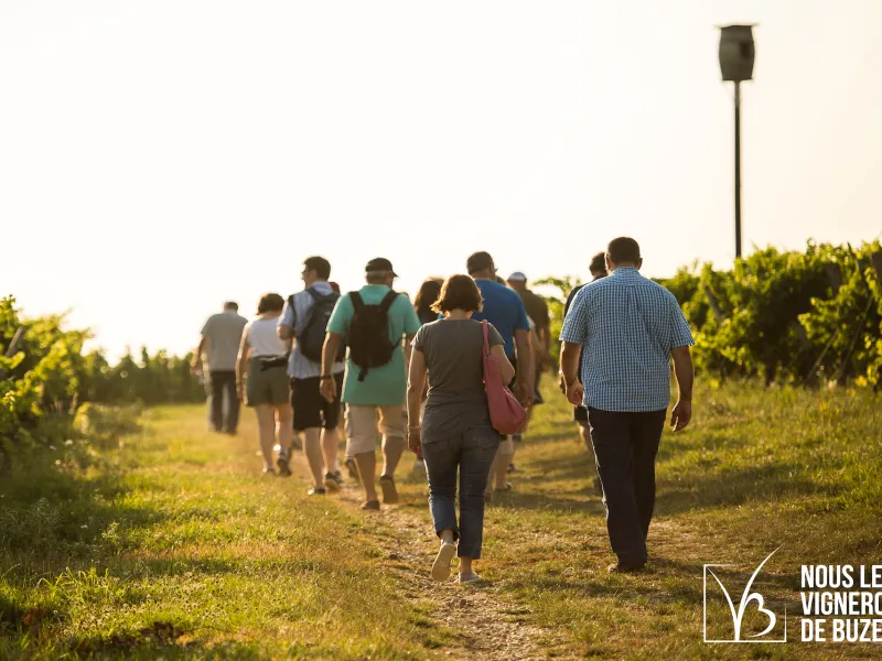 Grisante Scandibérique