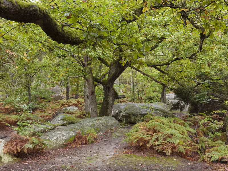 Forêt de Fontainebleau