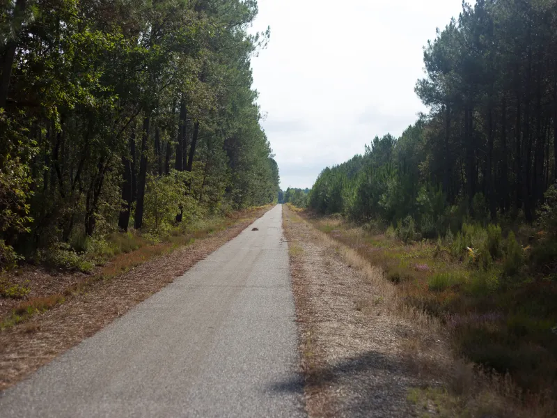 Voie verte en forêt de Saint-Symphorien