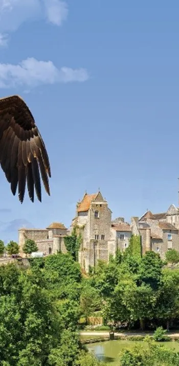 Aigles au dessus de Chauvigny