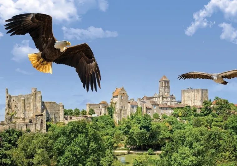 Aigles au dessus de Chauvigny