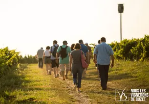 Grisante Scandibérique